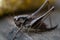 Big cricket in wild nature in Europe