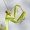 Big crimean mantis. Macro close up stacking image. Insect photo