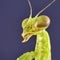 Big crimean mantis. Macro close up stacking image. Insect photo