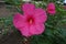 Big crimson flower of Hibiscus moscheutos