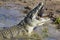 Big crocodile eats the head of springbok with horns