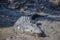 Big crocodile named \'Brutus\' near the Adelaide River, Kakadu National Park, Darwin, Australia