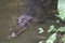 A big crocodile partially submerged in a river behind some foliage