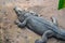 Big crocodile sleeping on dry soil. Huge saltwater alligator resting in zoo enclosure. Wild animal in reservation