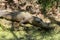 Big Crocodile in wetland in alert position