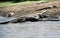 Big  crocodiles with a length of 6m on the lakeshore of lake Chamo in Ethiopia