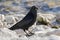 Big crow bird in glossy black plumage, heavy bill standing on rock by lake in Europe.