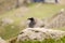 Big crow or eagle on the stone, India