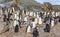 Big crowd of chinstrap penguins standing on the rocks at Half Moon island, Antarctic peninsula