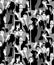 Big crowd happy people black and white seamless pattern.