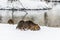 Big curious coypu nutria on the snow near the river
