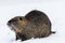 Big curious coypu nutria on the snow near the river