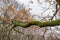 Big curved branch of old tree with orange fall leaves