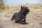 A big cute pitbull dog lying on the forest sand outdoors. Animal concept.