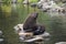 Big cute seal on huge beach rock,