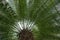 Big cycas tree close up in the detail