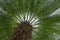 Big cycas tree close up in the detail