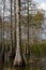 Big Cypress National Preserve