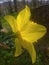 Big daffodil in springtime light