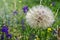 Big dandelion grows on the meadow