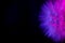 Big dandelion in pink-blue neon light. Abstract photo on a dark background. Element for graphic design.