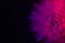 Big dandelion in pink-blue neon light. Abstract photo on a dark background. Element for graphic design.