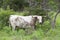 Big dangerous Texas longhorn bull