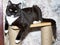 Big dark bicolor Scottish straight cat on a scratching post