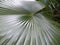 Big dark green color leaf of Florida silver palm plant