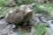 Big dark stone abstract shape on the river bank. A piece of rock supported by smaller stones in a shallow river. Stony riverbed.