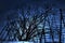 Big dark tree silouette in front of old wooden stockfish structure at dawn in northern norway