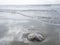 Big dead barrel jellyfish beached stormy ocean background