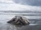 Big dead barrel jellyfish beached stormy ocean background