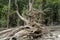 Big dead root of a rainforest tree at the riverbank, Amazon Rainforest, Brazil