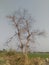 A Big dead tree in India