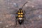 Big death watch beetle is sitting on a tree stump. Nicrophorus vespillo. Burying beetles or sexton beetles.