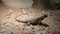 Big desert lizard on the sand among the stones