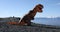 Big dinosaur doll Tyrannosaurus Rex with person inside is funny dancing.