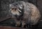 Big and dissatisfied wild cat manul sits and stares against