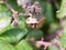 Big dock bug on blackberries outside Coreus marginatus