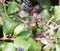 Big dock bug on blackberries outside Coreus marginatus