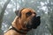 Big Dog Boerboel Breed photography portrait in the middle of a forest