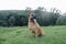 Big dog Boerboel Breed sitting in grass with beautiful green forest background