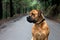 Big Dog Boerboel Breed sitting in the middle of a road with a beautiful green forest background