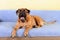 Big dog bullmastiff animals barking theme