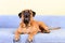 Big dog bullmastiff animals barking theme