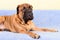 Big dog bullmastiff animals barking theme