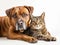 big dog and cat posing, friendship between pets, cut-out white background