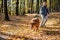 Big dog is dragging pet owner in autumn forest