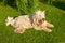 Big dog (Komondor) from Hungary